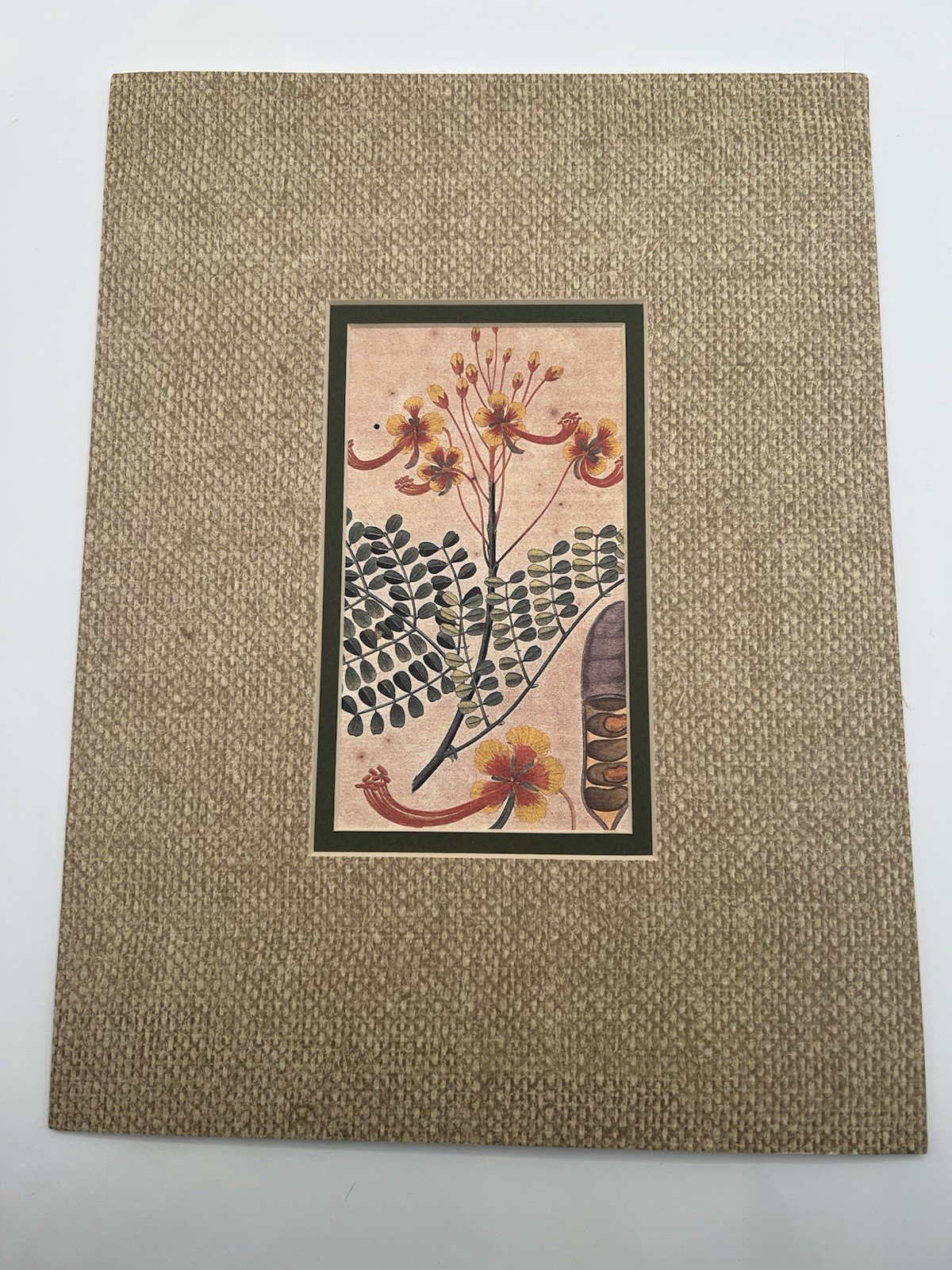 Vintage Peacock Flower Botanical Reproduction Print Mounted Wall Art # B1182