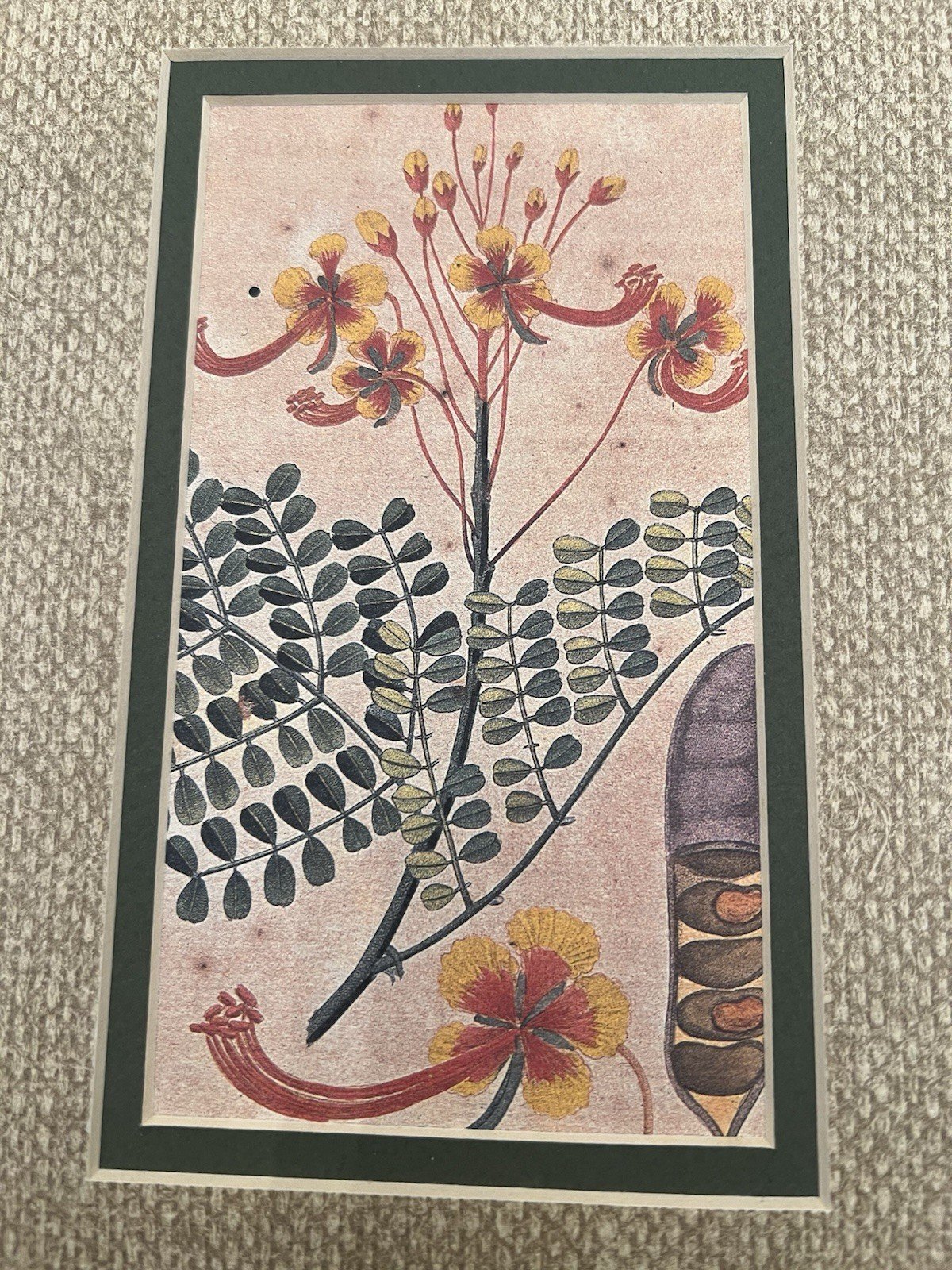 Vintage Peacock Flower Botanical Reproduction Print Mounted Wall Art # B1182 photo 2