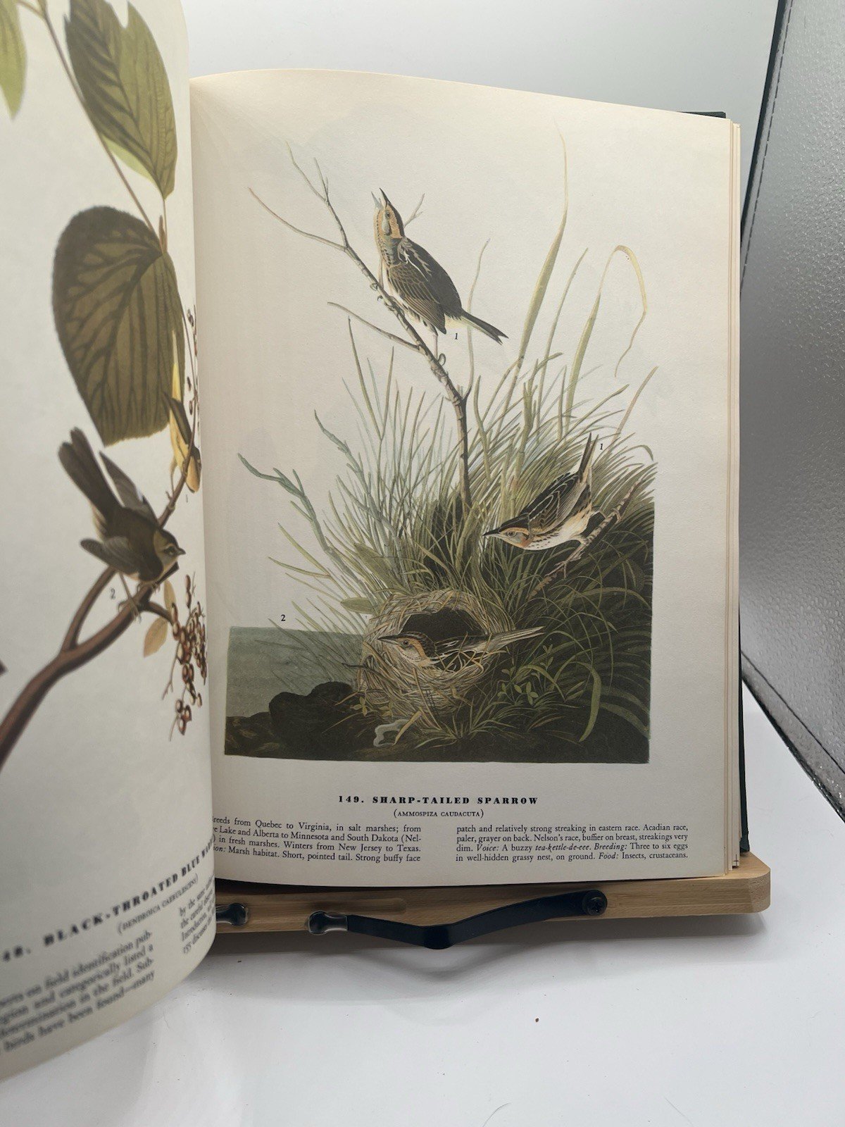1965 Audubon The Birds of America Macmillan Large Color Illustrated # SH100 photo 6