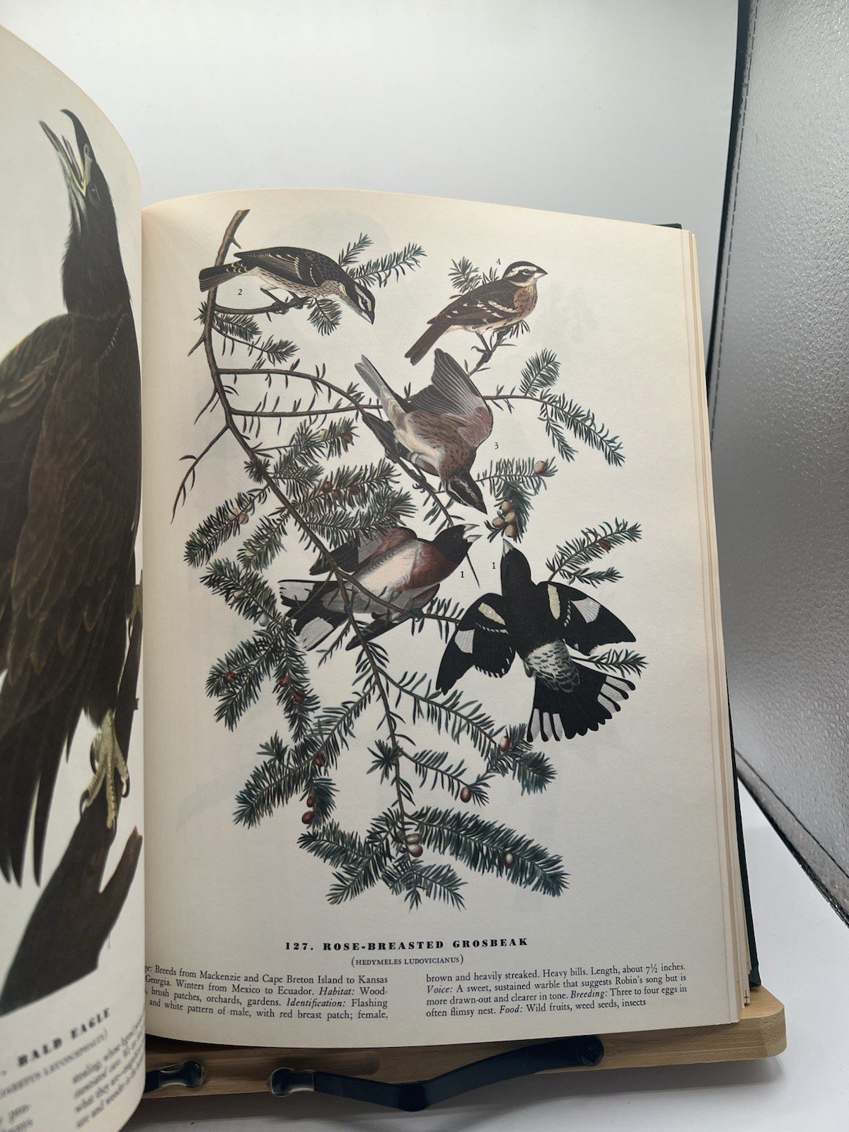 1965 Audubon The Birds of America Macmillan Large Color Illustrated # SH100 photo 8