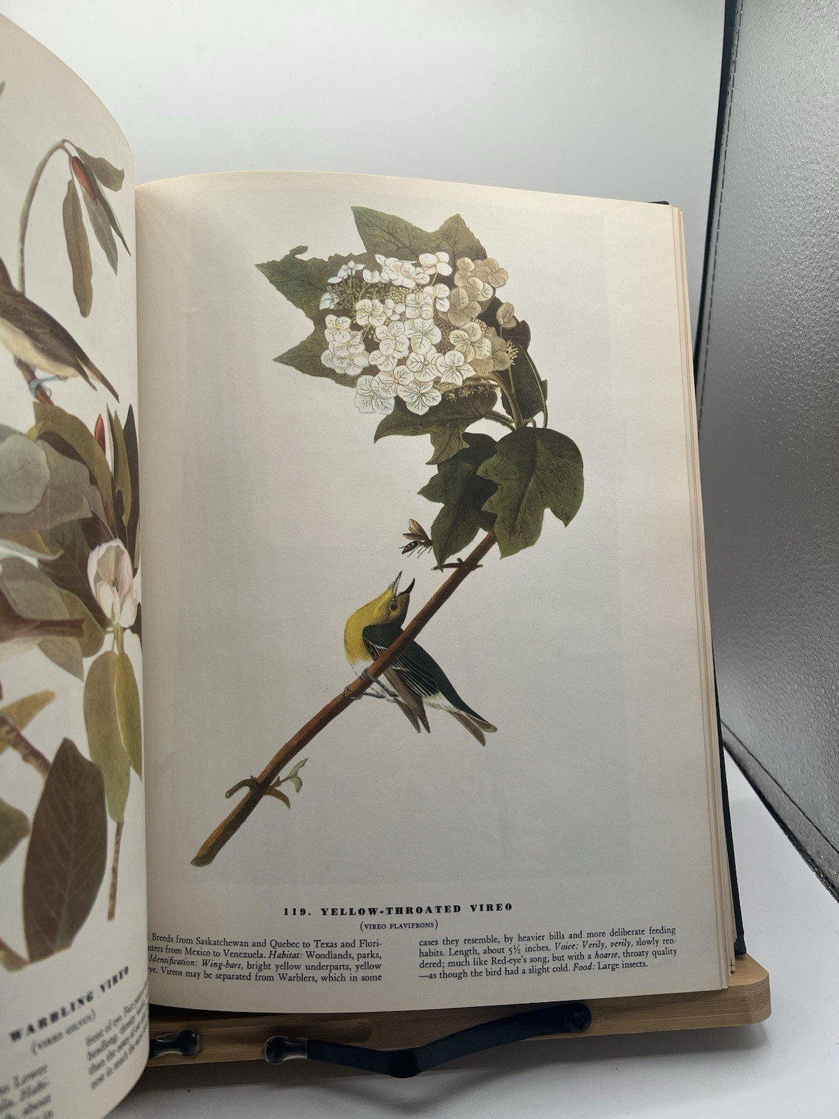 1965 Audubon The Birds of America Macmillan Large Color Illustrated # SH100 photo 9