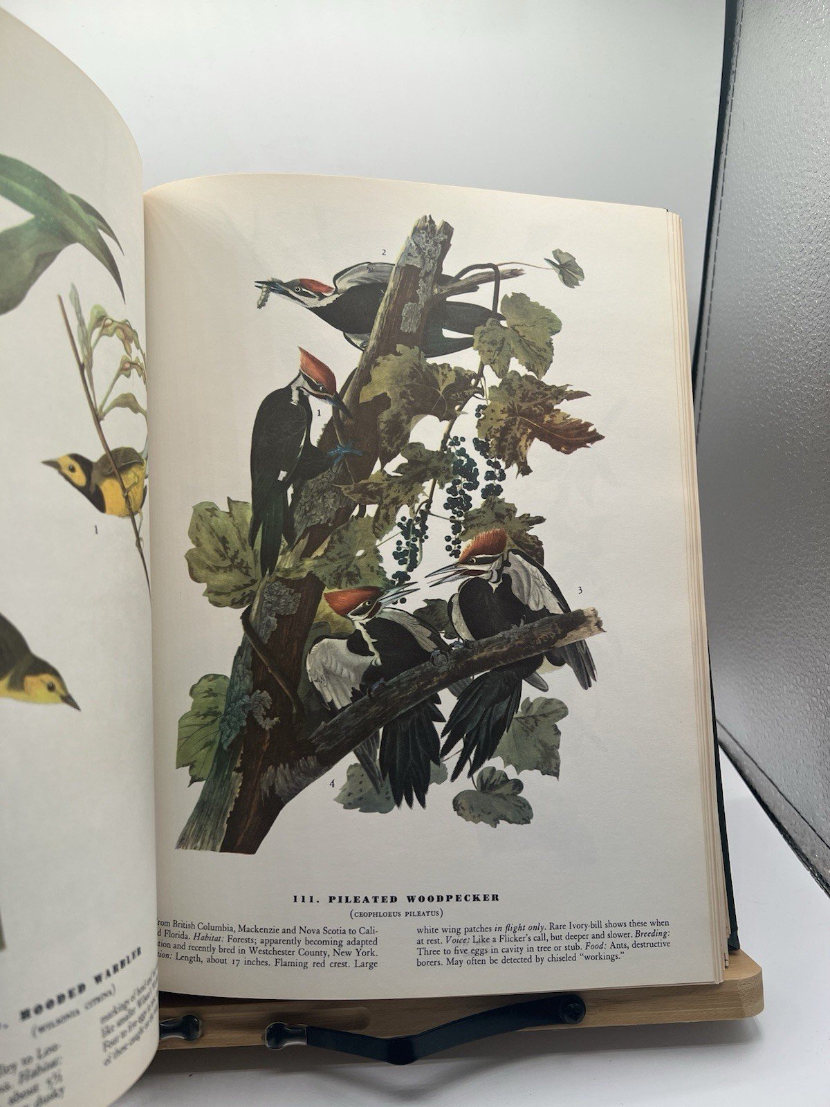 1965 Audubon The Birds of America Macmillan Large Color Illustrated # SH100 photo 10