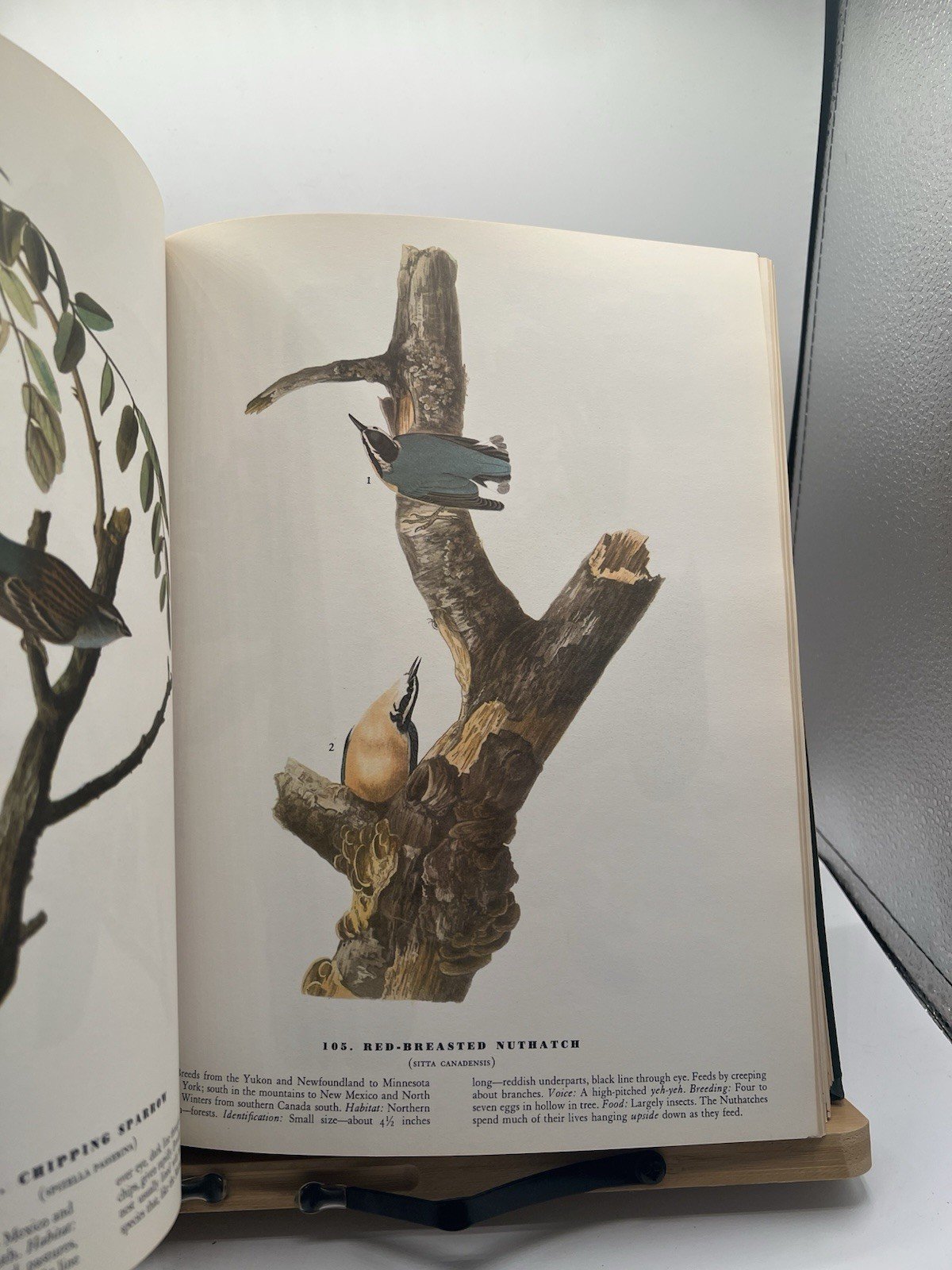 1965 Audubon The Birds of America Macmillan Large Color Illustrated # SH100 photo 11