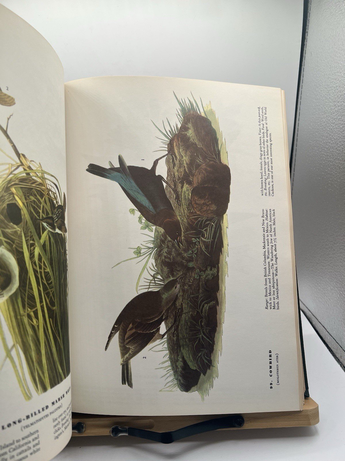 1965 Audubon The Birds of America Macmillan Large Color Illustrated # SH100 photo 12